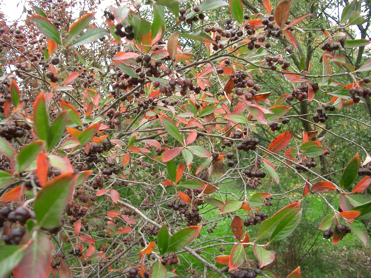 Aronia prunifolia