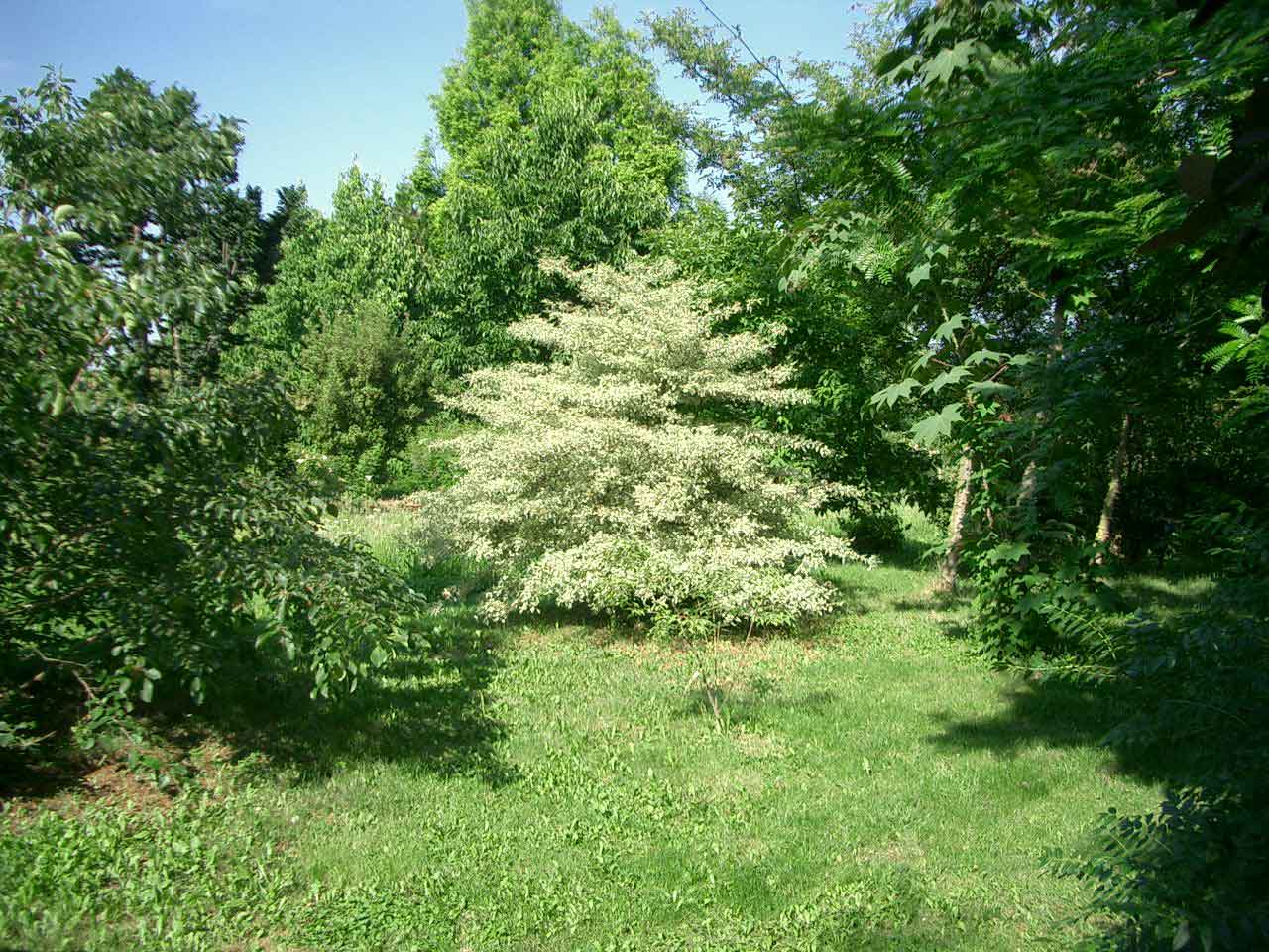 Cornus alternifolia Argente